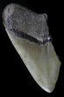 Partial, Serrated Megalodon Tooth - South Carolina #31917-1